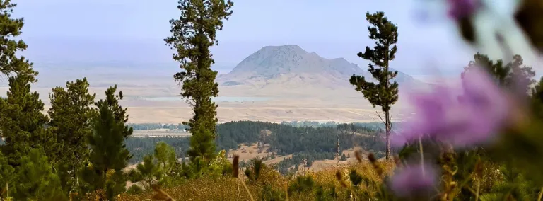 Photo of Bear Butte with flowers in the foreground 