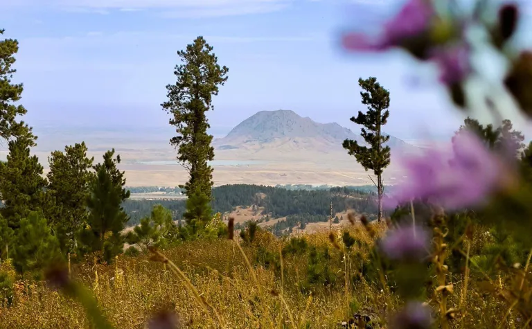 Photo of Bear Butte with flowers in the foreground 