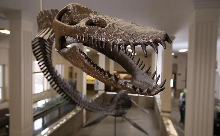 This fossil plesiosaur is among thousands of specimens located at the South Dakota Mines Museum of Geology. 