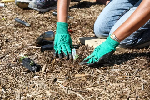 A person planting at the Čhaŋgléška Wakȟáŋ on June 12, 2024